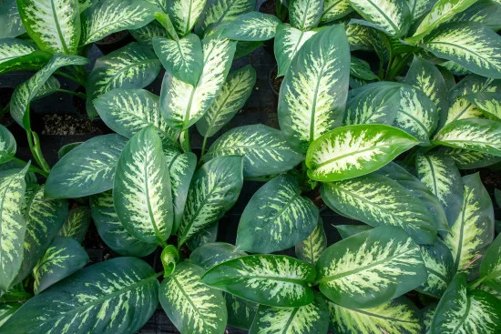 Dieffenbachia Dünger – 250ml Spezialdünger für Dieffenbachie | Fördert kräftiges Wachstum & intensive Blattfarben | Ideal für alle Dieffenbachia-Arten