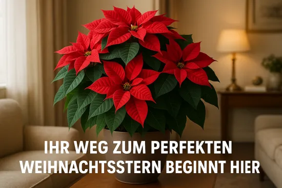 Weihnachtsstern-Erde Premium – 10L Spezialsubstrat für Euphorbia pulcherrima - PROFI LINIE