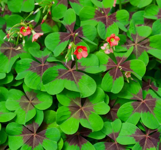 Glücksklee-Dünger - Spezial-Flüssigdünger für Oxalis tetraphylla Klee, vierblättriger Sauerklee - 250 ml