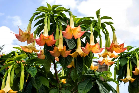 Engelstrompeten-Erde Premium 10L - Spezialsubstrat für spektakuläre Blütenpracht