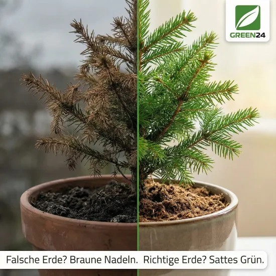 Tannen & Fichten Erde 10L Profi Linie – Das Waldboden-Substrat für gesunde Nadelbäume