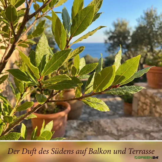 Lorbeer Erde PROFI LINIE – 10L Spezialsubstrat für Gewürzlorbeer