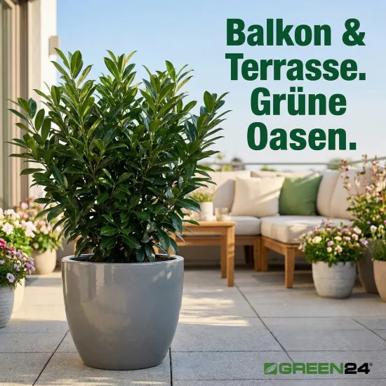 Kirschlorbeer Spezial-Erde PROFI LINIE – 10L Substrat für Kübel, Hecken & Solitär