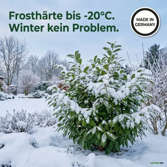 Kirschlorbeer Spezial-Erde PROFI LINIE – 10L Substrat für Kübel, Hecken & Solitär