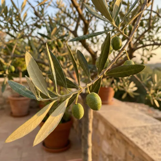 Olivenbaum Erde PROFI LINIE – 10L Spezialsubstrat