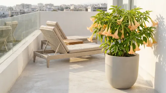 Engelstrompeten Umpflanz-Set – 10L Premium-Substrat + 250ml Dünger für extreme Blütenfülle