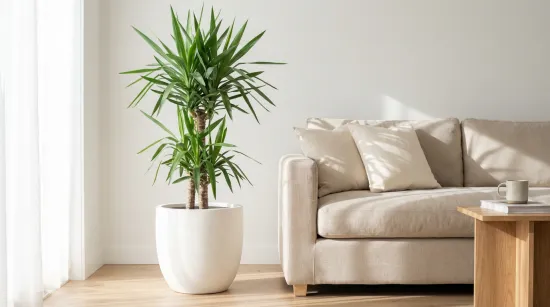 Yucca Umpflanz-Set – 10L Premium-Substrat + 250ml Dünger für Palmlilien