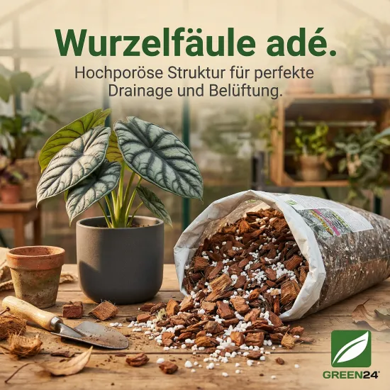 Alocasia Umpflanz-Set – 10L Profi-Substrat + 250ml Dünger für Pfeilblatt