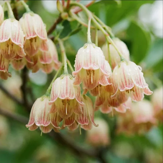 Enkianthus Dünger – HIGH-TECH Flüssigdünger für Prachtglocken – Perfekt für Blütenpracht & Herbstfärbung