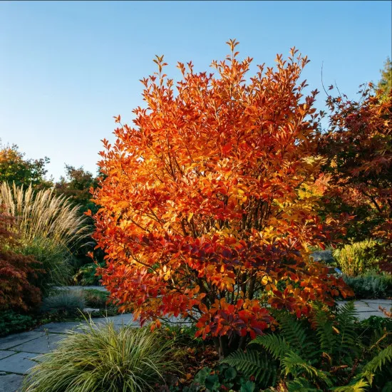 Enkianthus Dünger – HIGH-TECH Flüssigdünger für Prachtglocken – Perfekt für Blütenpracht & Herbstfärbung