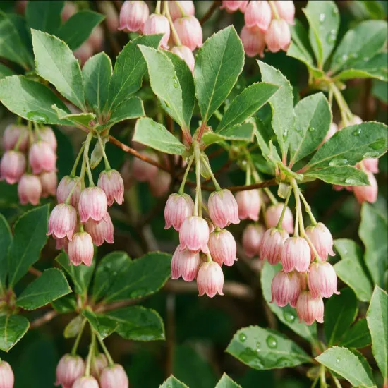 Enkianthus Dünger – HIGH-TECH Flüssigdünger für Prachtglocken – Perfekt für Blütenpracht & Herbstfärbung