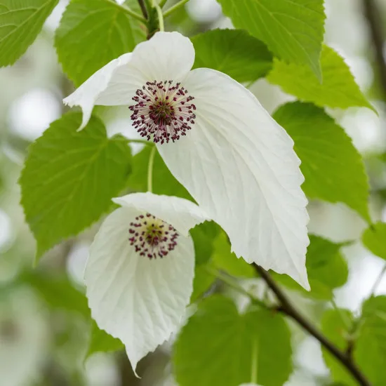 Davidia Dünger, NPK Flüssigdünger für Taschentuchbaum & Taubenbaum 250ml, Spezialdünger für Davidia involucrata, Fördert Hochblätter & Vitalität