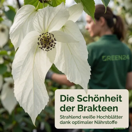 Davidia Dünger, NPK Flüssigdünger für Taschentuchbaum & Taubenbaum 250ml, Spezialdünger für Davidia involucrata, Fördert Hochblätter & Vitalität