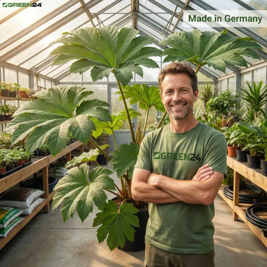 Tetrapanax Dünger, NPK Flüssigdünger für Reispapierbaum, Spezialdünger für Tetrapanax papyrifer, Fördert Riesenblätter & Blüten, 250ml