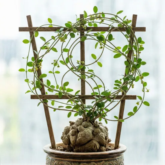 Caudex Dünger – Spezial-Flüssigdünger für Commiphora, Operculicarya, Fockea & alle Caudex-Pflanzen