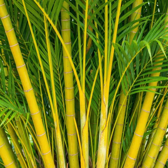 Goldfruchtpalme Dünger – HIGH-TECH NPK Flüssigdünger für Dypsis lutescens, Areca-Palme & Goldpalme – Perfekt für üppiges Wachstum & sattgrüne Wedel – Made in Germany