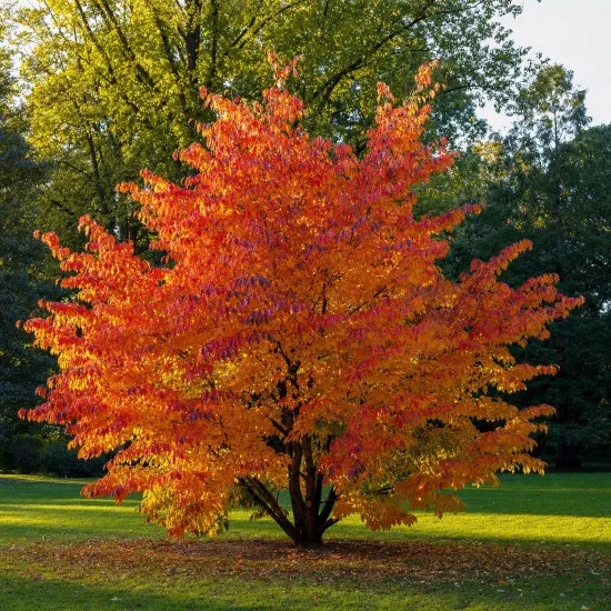 Parrotie Dünger – HIGH-TECH NPK Flüssigdünger für Parrotia persica, Eisenholzbaum & Eisenbaum – Perfekt für leuchtende Herbstfärbung & starkes Wachstum – Made in Germany