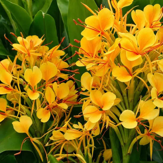 Hedychium Dünger – HIGH-TECH NPK Flüssigdünger für Zieringwer & Schmetterlingslilien – Perfekt für exotische Blüten & kräftige Rhizome – Made in Germany