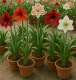 Amaryllis-Dünger Hippeastrum Pro Grün – 250ml Davor-Danach Volldünger für kräftige Blätter & Nährstoffeinlagerung & Blütenbildung | Professionelle Ritterstern-Pflege