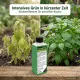 Blatt-Dünger Frisches Grün sofort Pro – 250ml Sprüh-Konzentrat für sofortige Nährstoffaufnahme | Stickstoffbetont für üppiges Blattwachstum & sattgrüne Blätter | Universal für alle Pflanzen