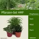 Mini-Pflanzen Set HMF 3 Pflanzen
