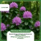 Rhododendron & Azaleen Dünger – 250ml Spezialdünger für Moorbeetpflanzen | Fördert prachtvolle Blüten & üppiges Wachstum | Ericaceae-Spezialist | NPK + Spurenelemente
