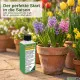 Blumenzwiebel-Dünger Pro – 250ml NPK Universaldünger für alle Zwiebelblumen | Für prächtige Blüten & Nährstoffeinlagerung | Professionelle Zwiebelpflanzen-Pflege