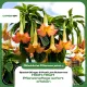 Angels Trumpet Fertiliser, 250ml, Special Liquid Feed for Brugmansia & Datura, promotes extreme blossom, intense fragrance & vigorous growth, for all Angels Trumpet species