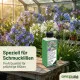 Schmucklilien Dünger Agapanthus düngen 250ml