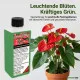 Anthurium-Dünger Pro – 250ml NPK Spezialkonzentrat für Flamingoblumen, für gesunde Anthurien mit spektakulären Blüten