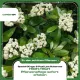 Photinia-Dünger – 250ml NPK Spezialdünger für Glanzmispel & Lorbeermispel | Für spektakulären roten Austrieb & dichte Hecken | Ideal für Photinia-Arten