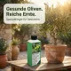 Oliven-Dünger – 250ml Spezialdünger für Olea europaea NPK | Für reiche Olivenernte & mediterrane Pracht | Ideal für Olivenbäume & Ölbäume