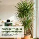 Drachenbaum-Dünger Dracaena HIGH-TECH NPK Volldünger Profi Linie – 250ml Spezial-Flüssigdünger für alle Drachenbaum-Arten – Wurzel- und Blattdüngung für kräftiges Wachstum und intensive Blattfarben