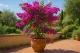 Bougainvillea & Mirabilis Dünger – 250ml Spezialdünger für Wunderblumen & Drillingsblumen | Nyctaginaceae-Spezialist | NPK + Spurenelemente
