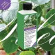 Pilea-Dünger - Pilea peperomioides Flüssigdünger - 250ml Konzentrat für glückliche, kräftige Pflanzen 250ml