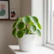 Pilea-Dünger - Pilea peperomioides Flüssigdünger - 250ml Konzentrat für glückliche, kräftige Pflanzen 250ml