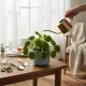Pilea-Dünger - Pilea peperomioides Flüssigdünger - 250ml Konzentrat für glückliche, kräftige Pflanzen 250ml