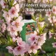 Pfirsich-Dünger - Prunus persica NPK Pfirsichbaum Flüssigdünger 250ml