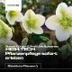 Christrose-Dünger – Helleborus niger – NPK-Flüssigdünger mit Spurenelementen 250 ml