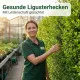 Liguster-Dünger, 250ml NPK Konzentrat mit Spurenelementen, für dichte & gesunde Ligusterhecken, schnelles Wachstum