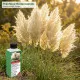 Pampasgras-Dünger NPK Cortaderia selloana Flüssigdünger 250ml für schnelles und starkes Wachstum
