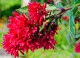 Cestrum elegans - Hammerstrauch - Walter Erhardt/shutterstocks.com