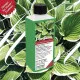 Funkien-Dünger – Dünger für Hosta 250 ml NPK Flüssigdünger