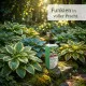 Funkien-Dünger – Dünger für Hosta 250 ml NPK Flüssigdünger