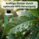 Gewürzlorbeer-Dünger für Laurus nobilis – Optimale Pflege und Vitalität für Ihren Echten Lorbeer NPK 250ml
