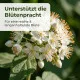 Zimmerlinde Dünger – 250ml Spezialdünger für Sparmannia africana | Fördert kräftiges Wachstum & gesunde Blätter | Ideal für alle Zimmerlinden
