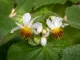 African lime tree blossom and buds, Sparrmannia africana - Von AngieC / stock.adobe.com