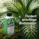 Dieffenbachia Dünger – 250ml Spezialdünger für Dieffenbachie | Fördert kräftiges Wachstum & intensive Blattfarben | Ideal für alle Dieffenbachia-Arten