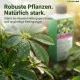 Strahlenaralie Dünger – 250 ml Flüssigdünger für Schefflera, Regenschirmpflanze & Zwerg-Schefflera – HIGH-TECH NPK Perfekt für kräftiges Wachstum & tiefgrüne Blätter – Made in Germany