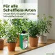 Strahlenaralie Dünger – 250 ml Flüssigdünger für Schefflera, Regenschirmpflanze & Zwerg-Schefflera – HIGH-TECH NPK Perfekt für kräftiges Wachstum & tiefgrüne Blätter – Made in Germany